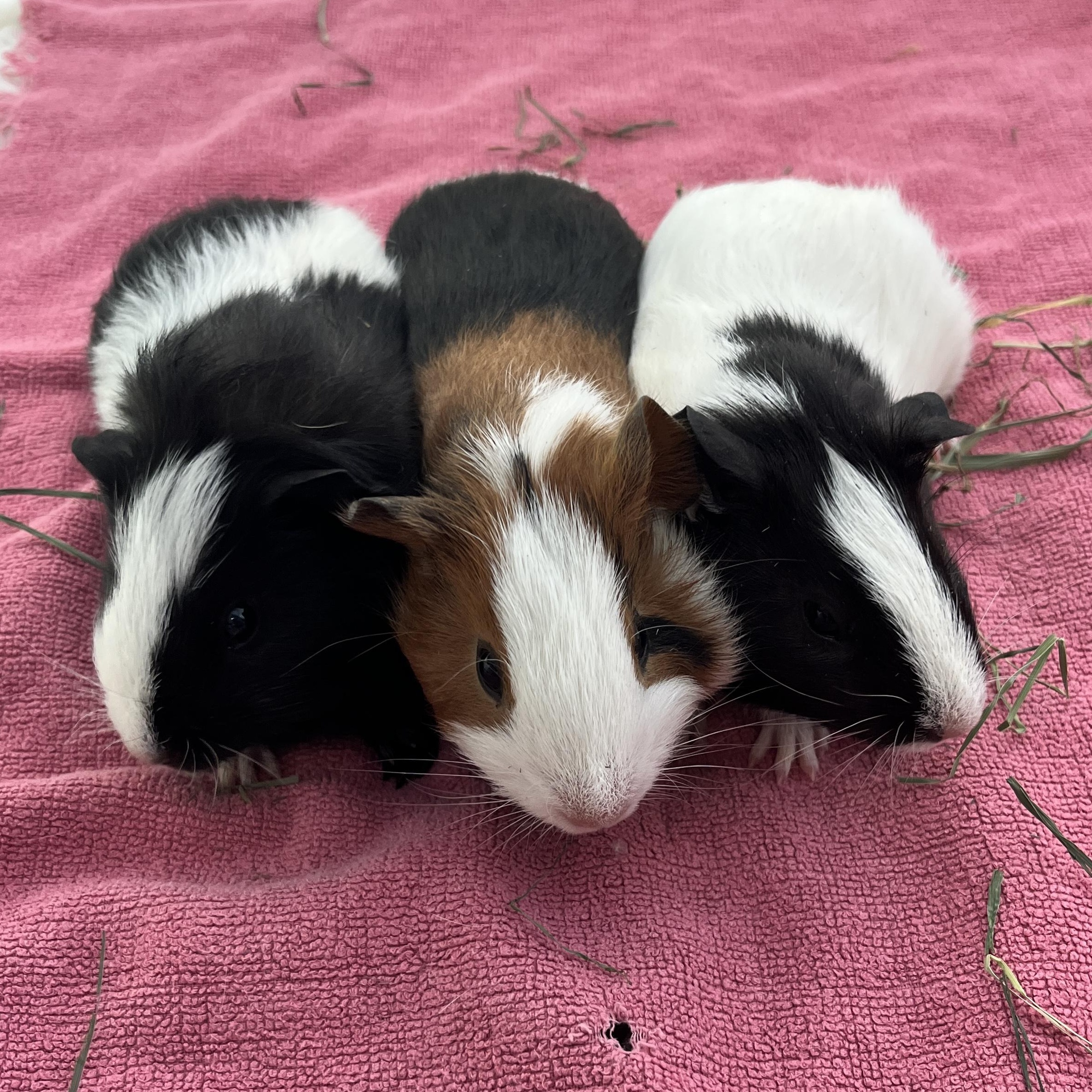 Feta, Dolma & Falafel, ADOPTABLE, Baby Female Guinea Pig.