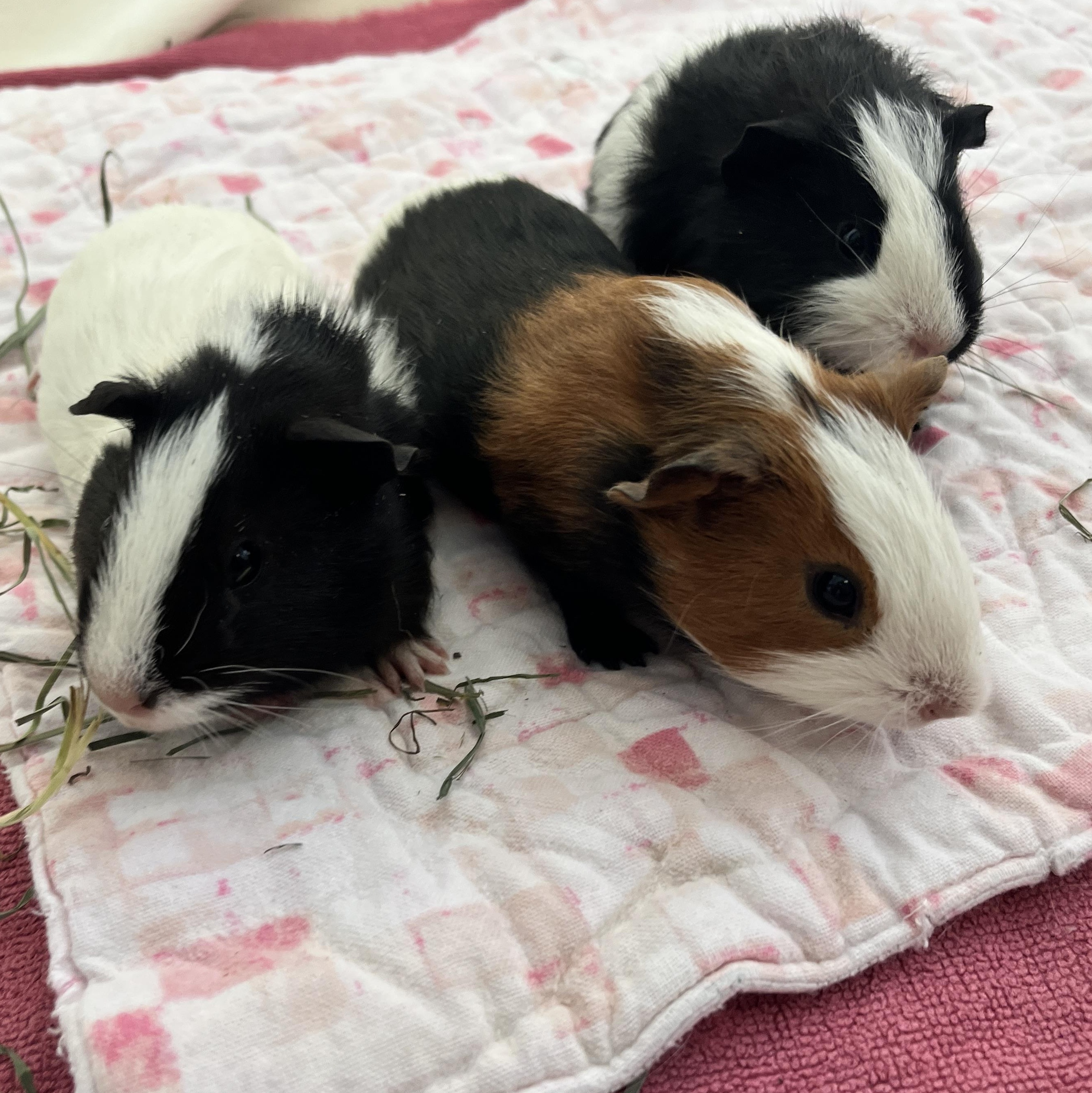 Enlarge Feta, Dolma & Falafel, a ADOPTABLE Guinea Pig in Oakland, CA image 4/5