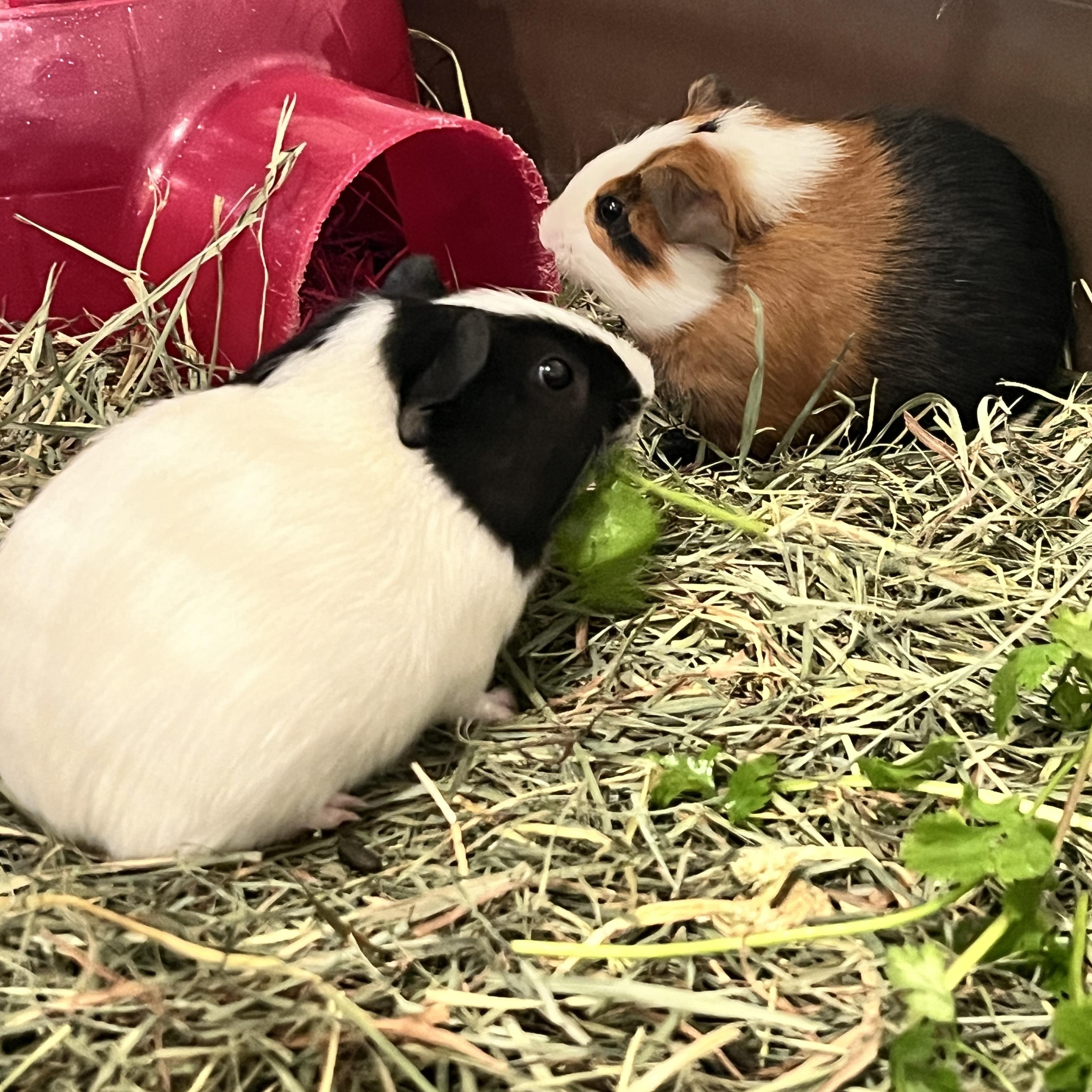 Enlarge Feta, Dolma & Falafel, a ADOPTABLE Guinea Pig in Oakland, CA image 3/5