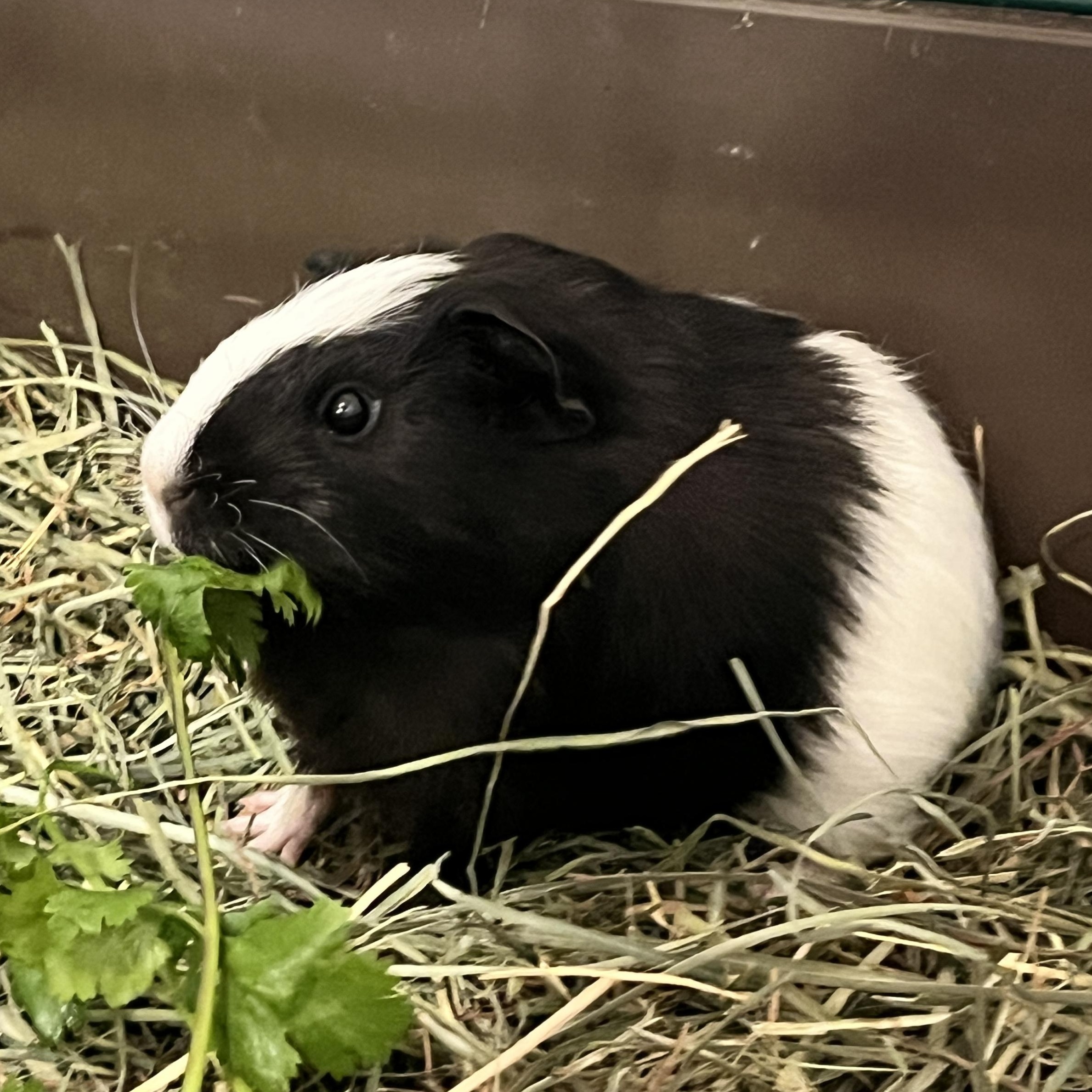 Enlarge Feta, Dolma & Falafel, a ADOPTABLE Guinea Pig in Oakland, CA image 5/5