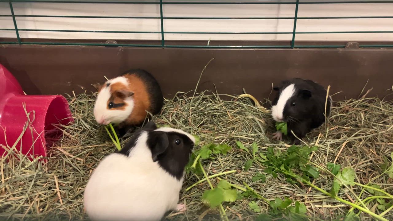Enlarge Feta, Dolma & Falafel, a ADOPTABLE Guinea Pig in Oakland, CA video 2/5
