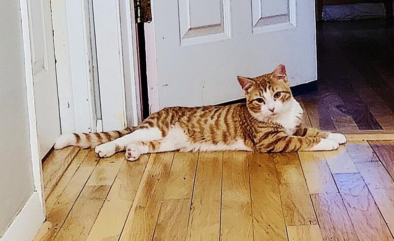 Enlarge Kyle, a Adoptable Domestic Short Hair in North Babylon, NY image 2/6