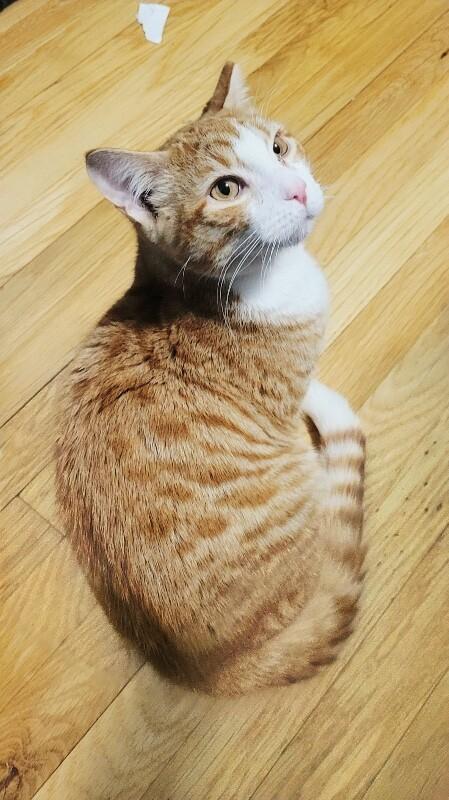 Enlarge Kyle, a Adoptable Domestic Short Hair in North Babylon, NY image 3/6