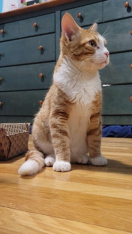 Enlarge Kyle, a Adoptable Domestic Short Hair in North Babylon, NY image 4/6