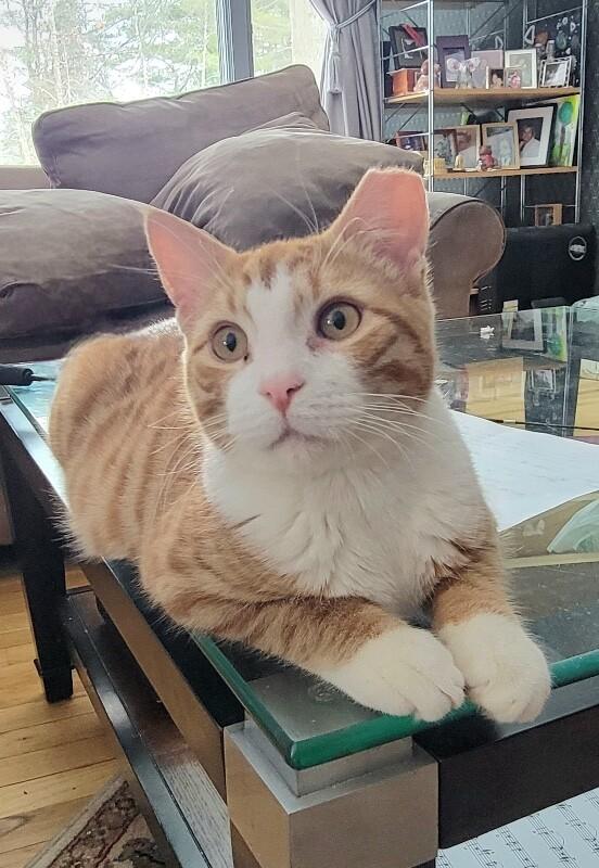 Enlarge Kyle, a Adoptable Domestic Short Hair in North Babylon, NY image 5/6