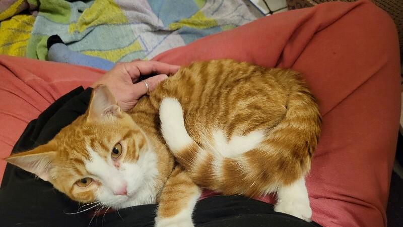 Enlarge Kyle, a Adoptable Domestic Short Hair in North Babylon, NY image 6/6