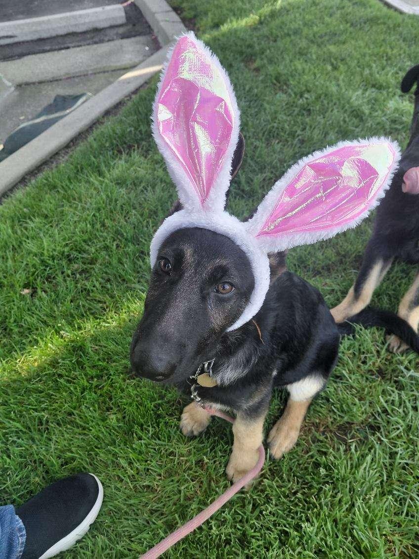 Phoenix, Adoptable, Young Male German Shepherd Dog.