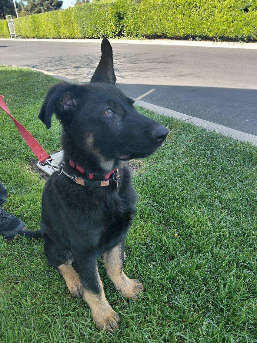 Phoenix, a Adoptable German Shepherd Dog in Cupertino, CA image 2/2