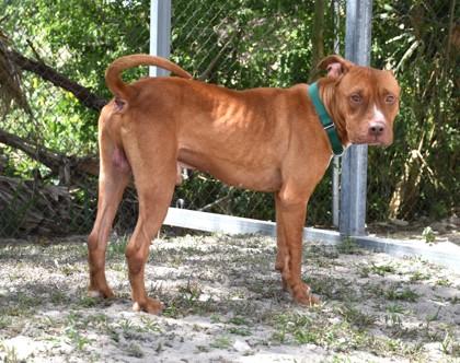 Gilbert, ADOPTABLE, Young Male American Staffordshire Terrier & Pit Bull Terrier.