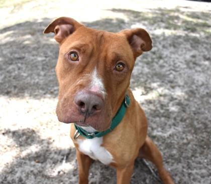 Enlarge Gilbert, a ADOPTABLE mixed breed in Inverness, FL image 2/3