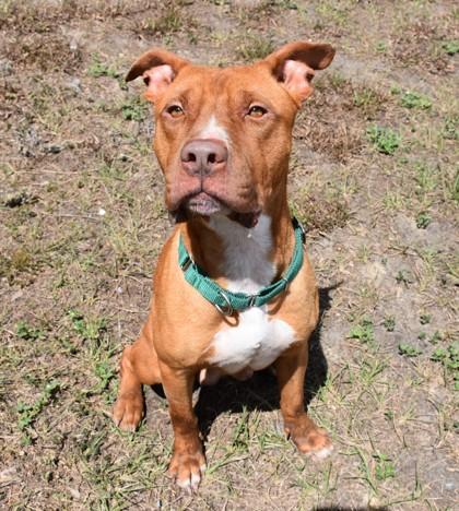 Enlarge Gilbert, a ADOPTABLE mixed breed in Inverness, FL image 3/3