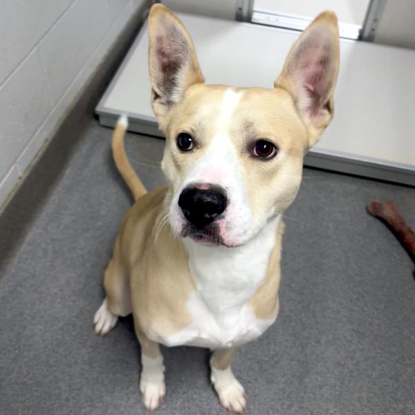 Bizzy, Adoptable, Adult Male Pit Bull Terrier.