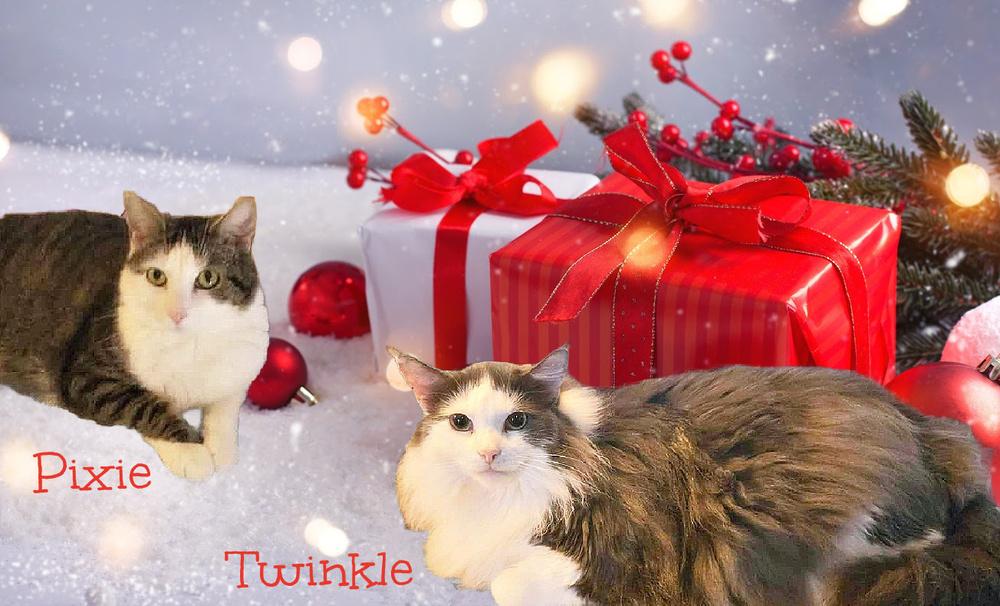 Enlarge Twinkle, a Adoptable Domestic Long Hair in Culpeper, VA image 1/4