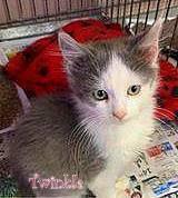Enlarge Twinkle, a Adoptable Domestic Long Hair in Culpeper, VA image 3/4