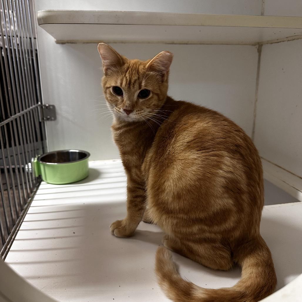 Oakley, a Adoptable Domestic Short Hair in Pleasant Hill, MO image 1/3