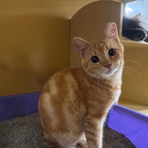 Oakley, a Adoptable Domestic Short Hair in Pleasant Hill, MO image 2/3