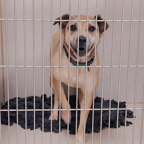 Enlarge Sadie , a Adoptable mixed breed in Lubbock, TX image 1/1