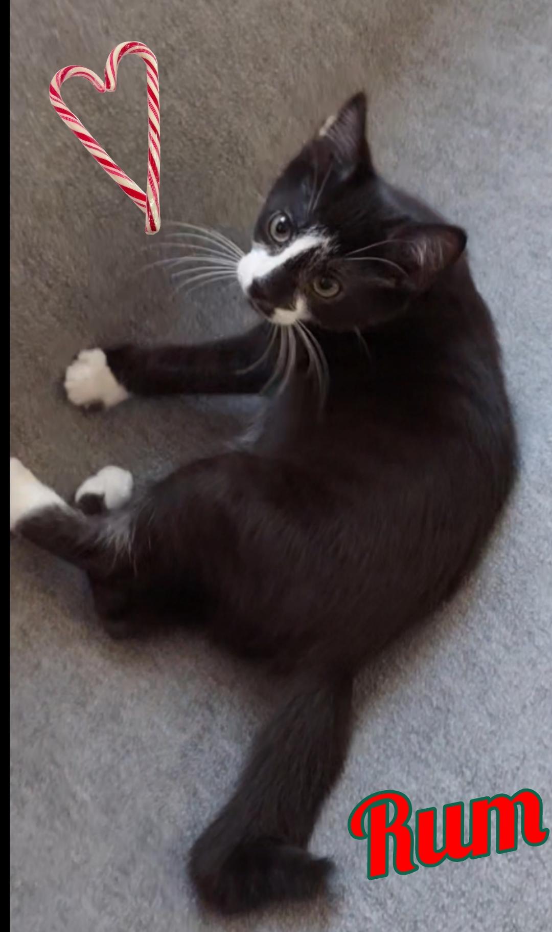 Scotch, a Adoptable Domestic Short Hair in Morgantown, WV image 2/4