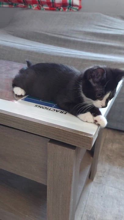 Enlarge Scotch, a Adoptable Domestic Short Hair in Morgantown, WV video 3/4