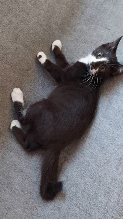 Enlarge Scotch, a Adoptable Domestic Short Hair in Morgantown, WV video 4/4