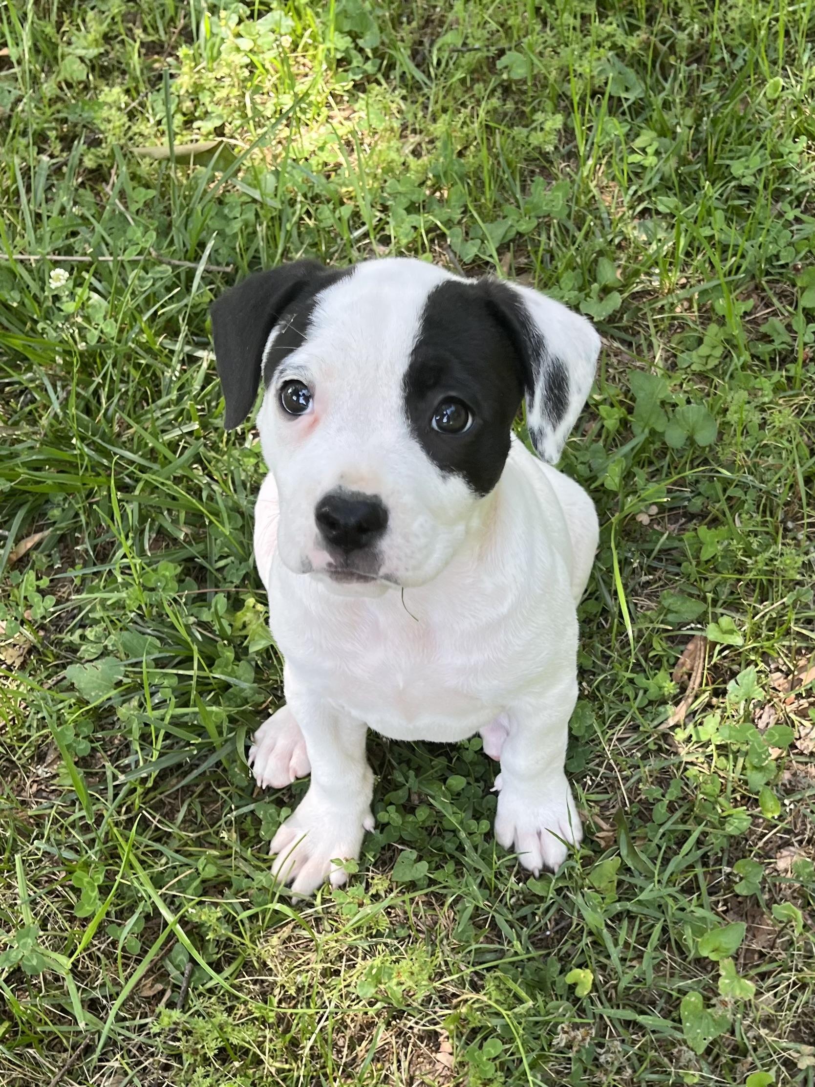 Pansy, adopted, Puppy Female Terrier.
