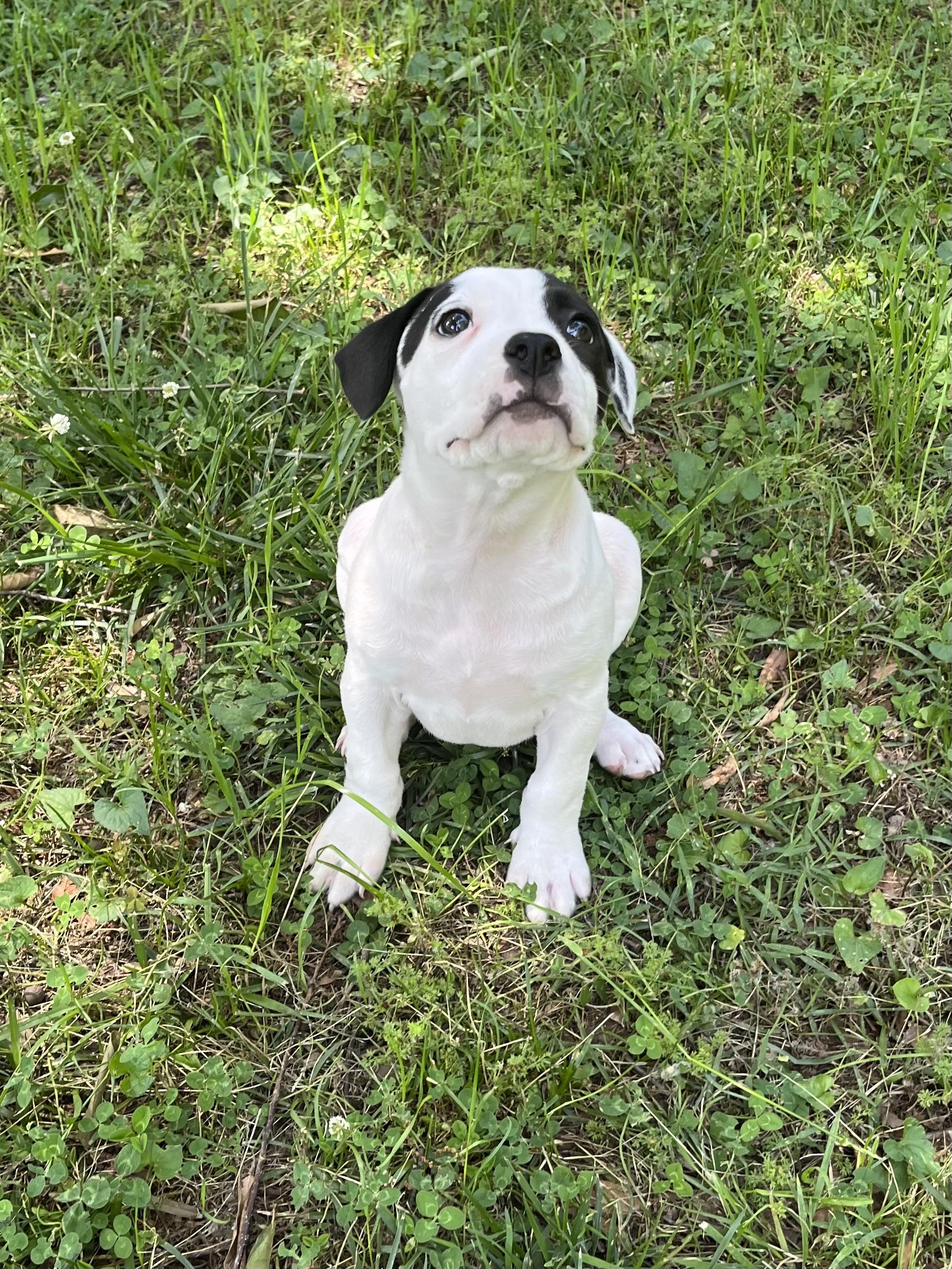 Pansy, an adopted mixed breed in Greensboro, GA image 2/3