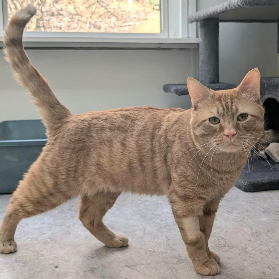 Enlarge Jimmy, a Adoptable Domestic Short Hair in Waynesville, NC image 4/5