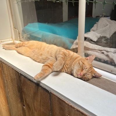 Enlarge Jimmy, a Adoptable Domestic Short Hair in Waynesville, NC image 2/5