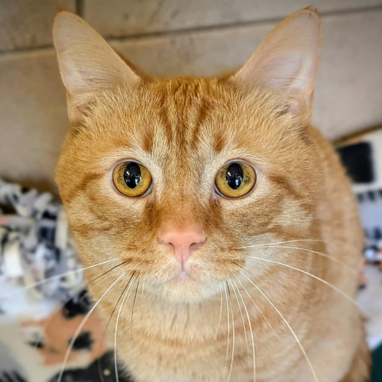 Enlarge Jimmy, a Adoptable Domestic Short Hair in Waynesville, NC image 1/5