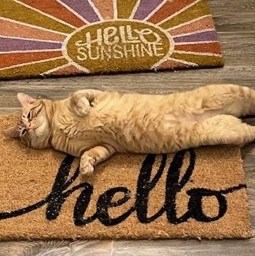 Enlarge Jimmy, a Adoptable Domestic Short Hair in Waynesville, NC image 3/5