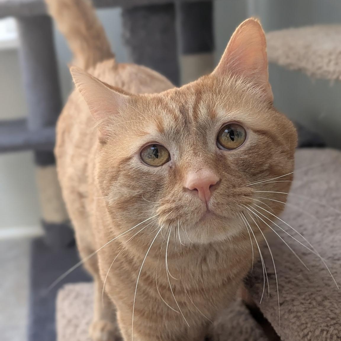 Enlarge Jimmy, a Adoptable Domestic Short Hair in Waynesville, NC image 5/5