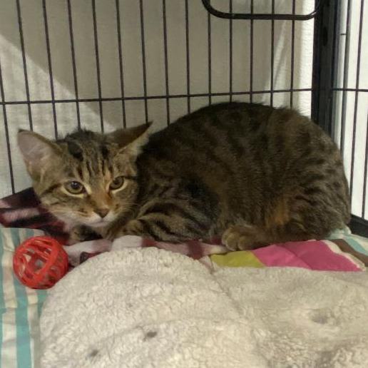 Arden, a Adoptable Domestic Short Hair in Kankakee, IL image 1/5