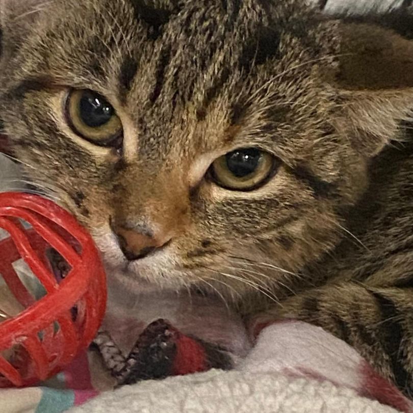 Arden, a Adoptable Domestic Short Hair in Kankakee, IL image 2/5