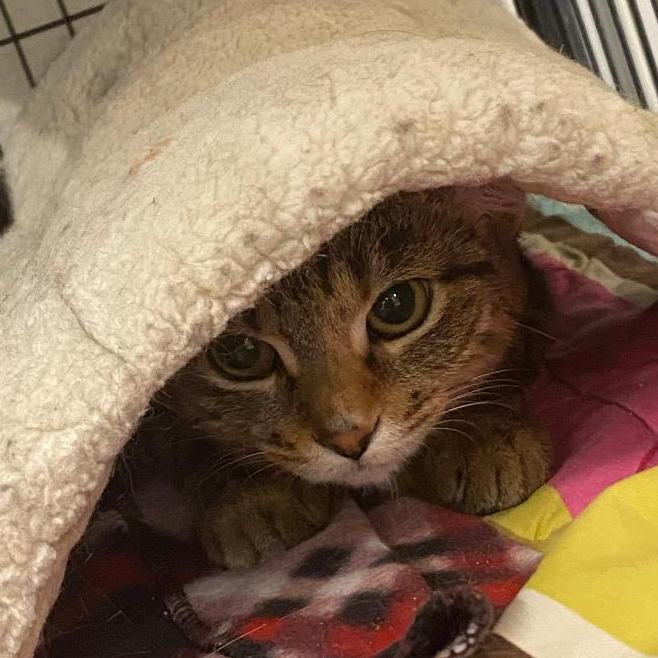 Arden, a Adoptable Domestic Short Hair in Kankakee, IL image 3/5