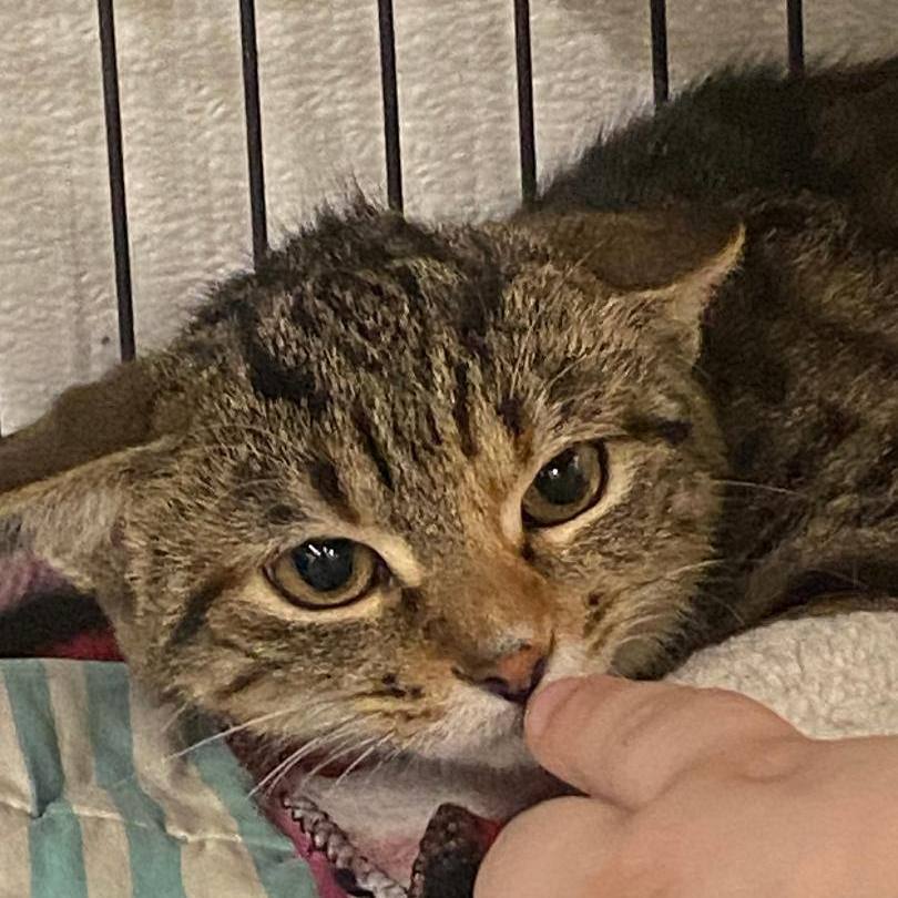 Arden, a Adoptable Domestic Short Hair in Kankakee, IL image 4/5