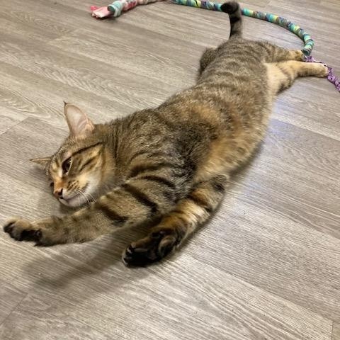 Enlarge Arden, a Adoptable Domestic Short Hair in Kankakee, IL image 1/3
