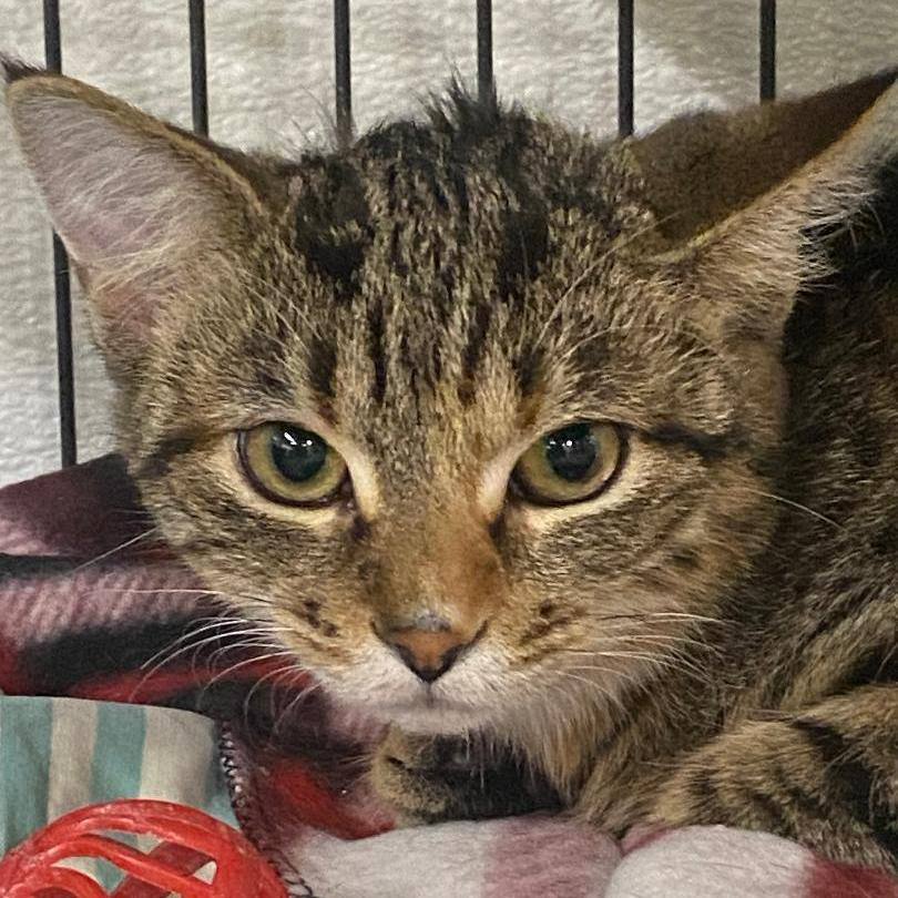 Arden, a Adoptable Domestic Short Hair in Kankakee, IL image 5/5