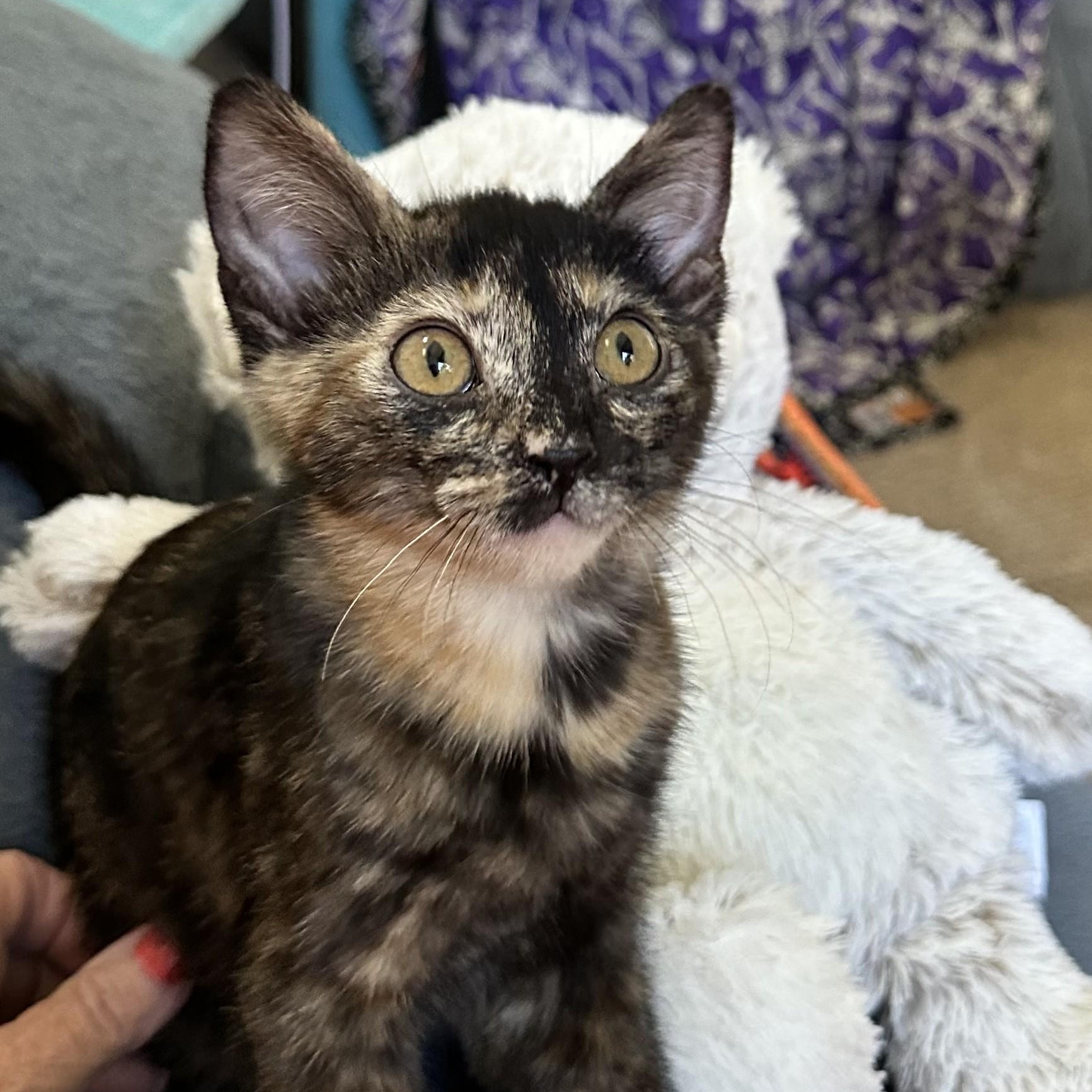 Clover - The Little Tortie with a Big Personality, an adopted Tortoiseshell in Prescott, AZ image 1/2
