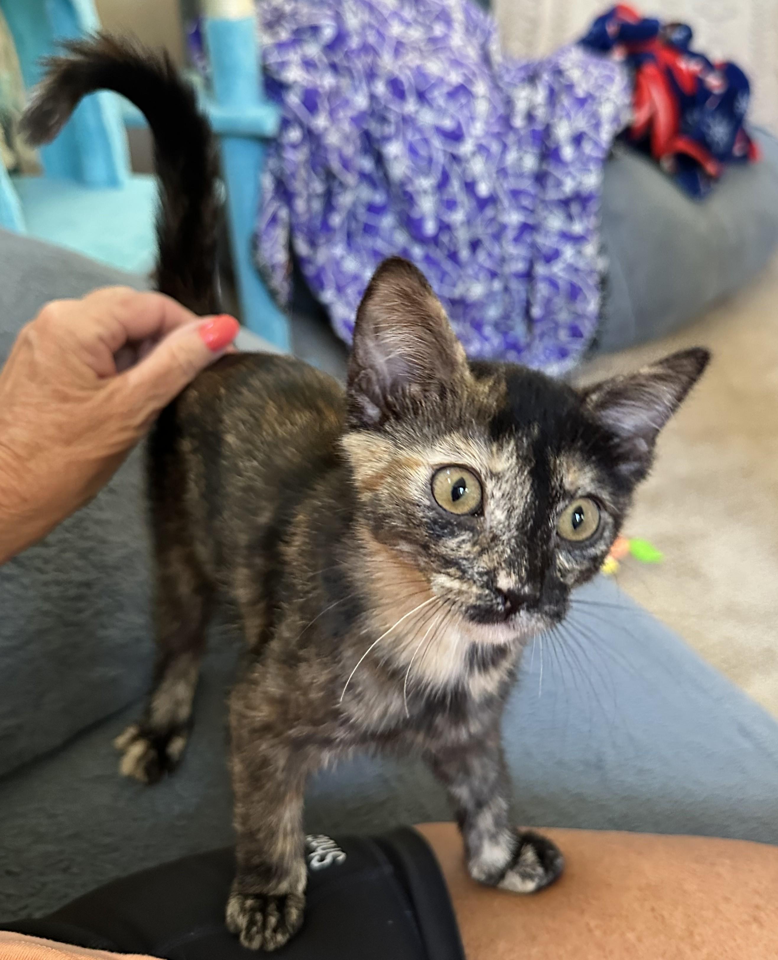 Clover - The Little Tortie with a Big Personality, an adopted Tortoiseshell in Prescott, AZ image 2/2