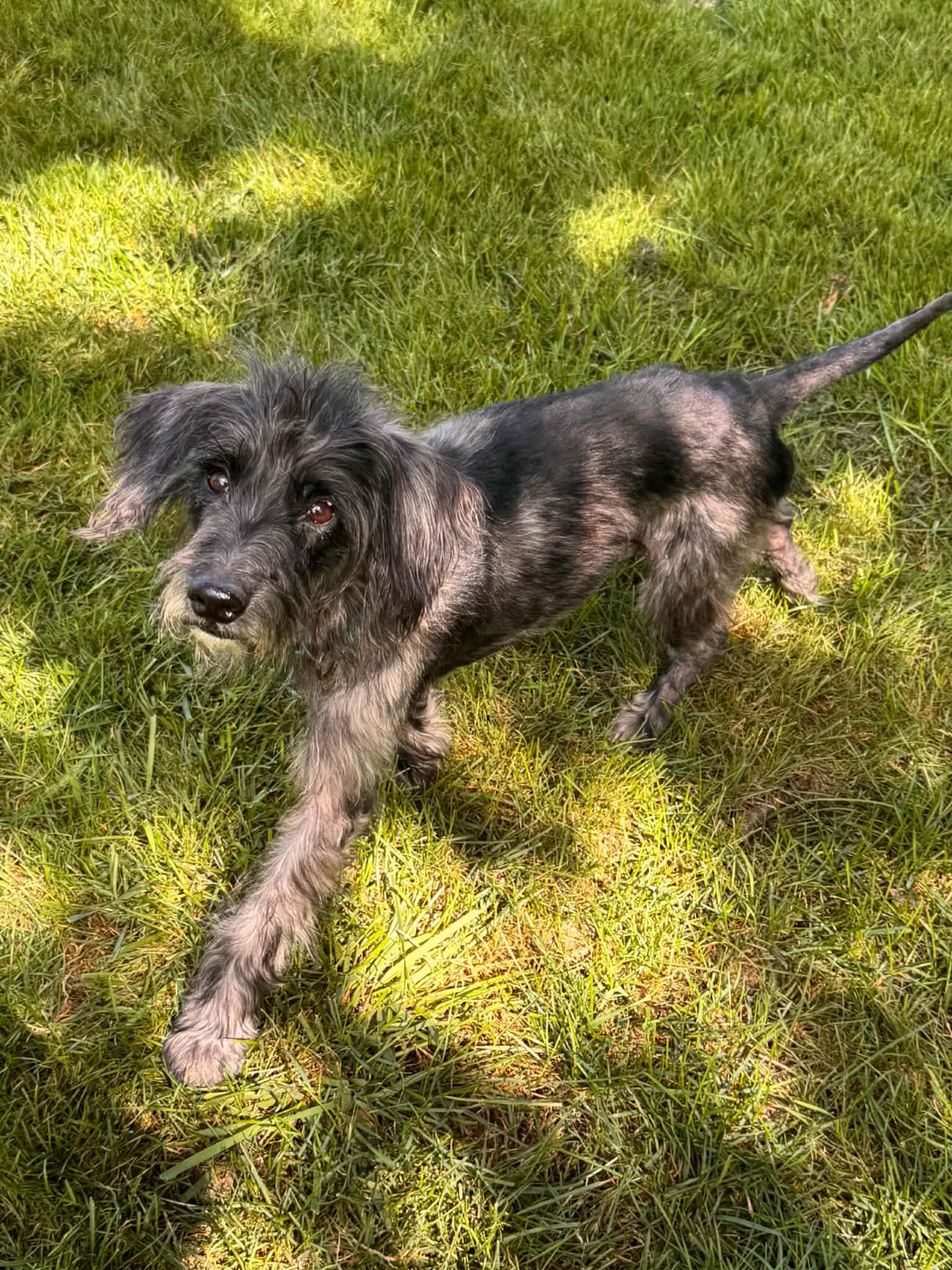 Artie, Adoptable, Young Male Terrier.