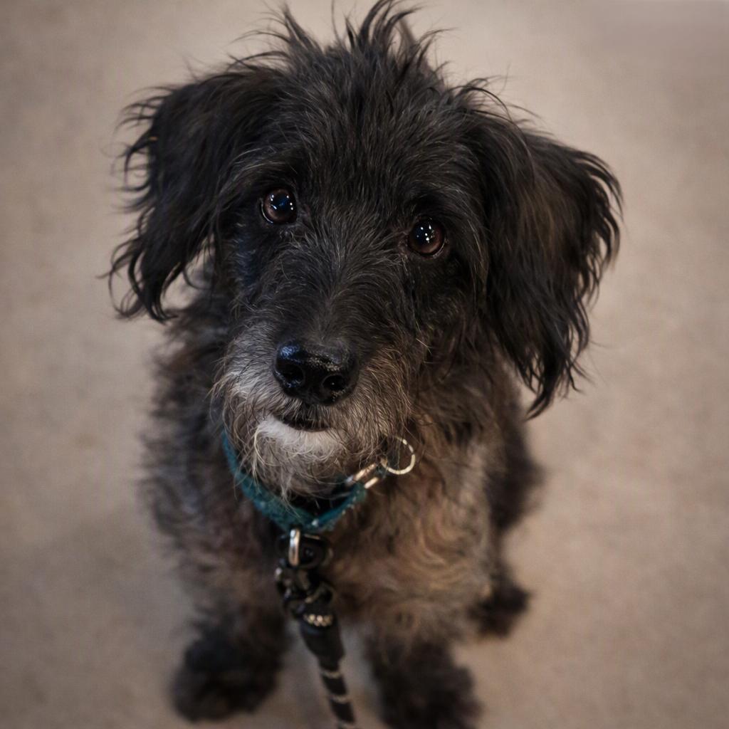Enlarge Artie, a Adoptable Terrier in Buffalo, NY image 2/2
