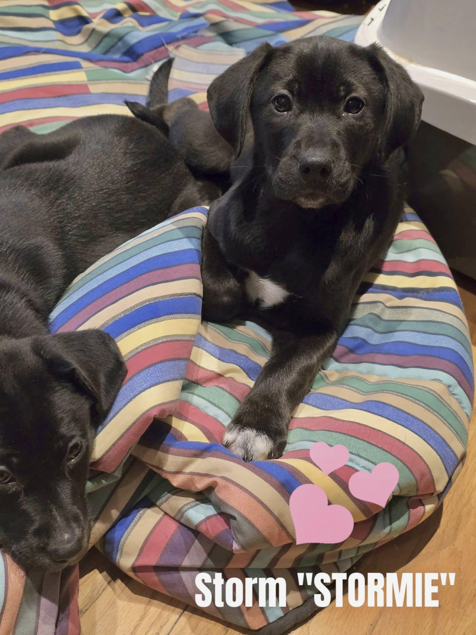 Stormie, adopted, Young Female Black Labrador Retriever & German Shepherd Dog.