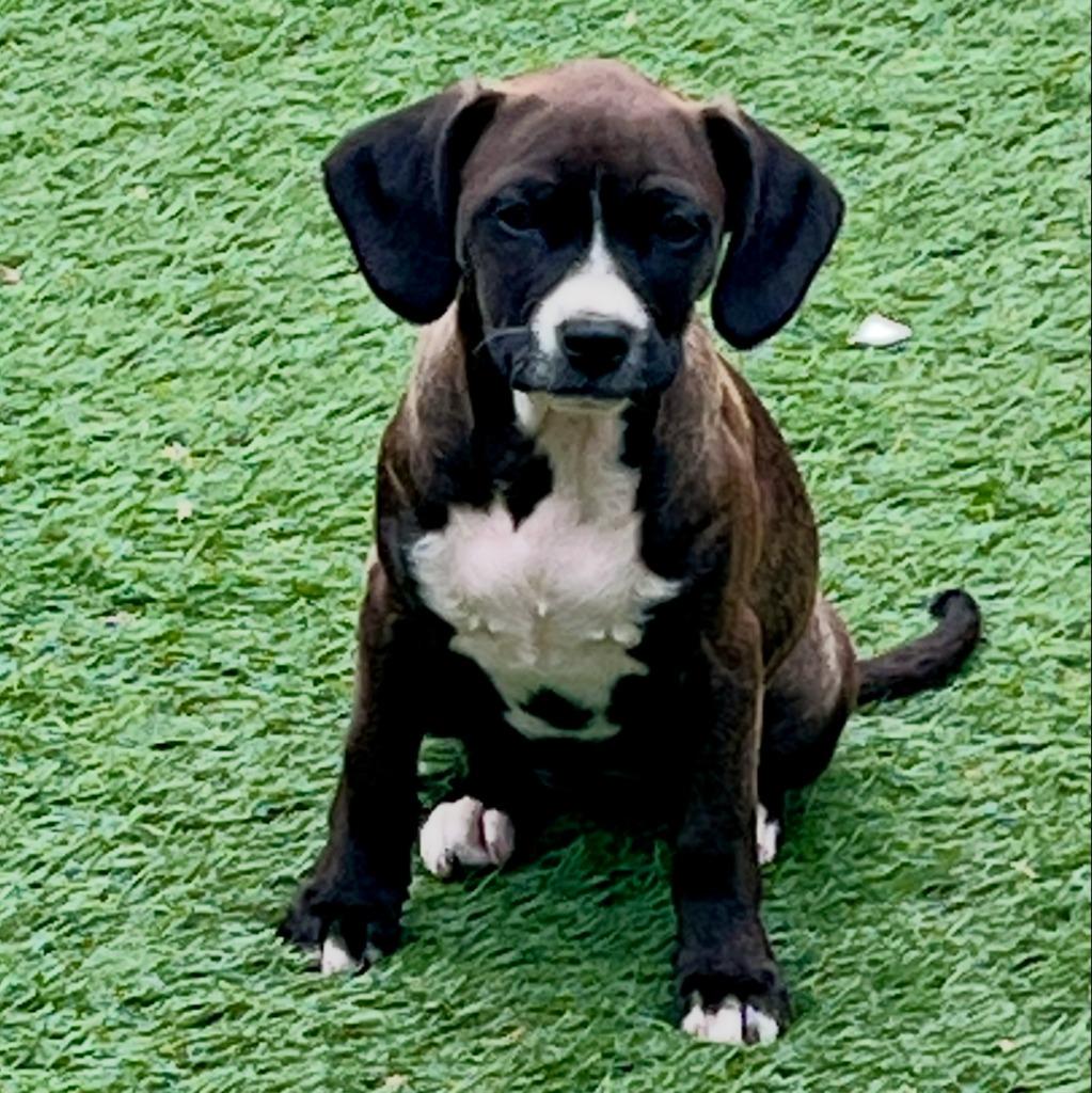 Enlarge Deborah, a Adoptable mixed breed in El Cajon, CA image 4/6