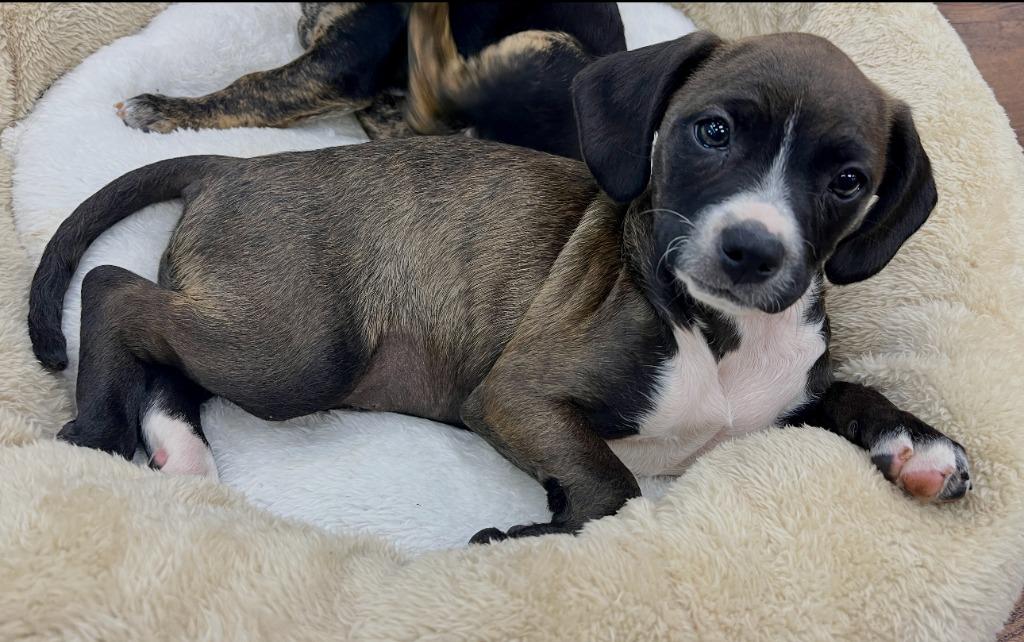 Enlarge Deborah, a Adoptable mixed breed in El Cajon, CA image 6/6