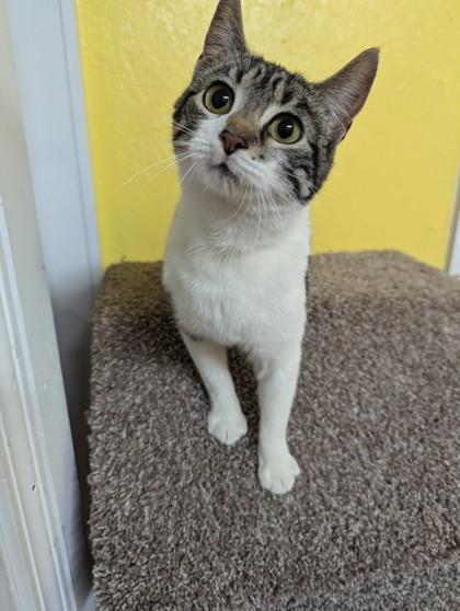 Orla, ADOPTABLE, Young Female Domestic Short Hair.