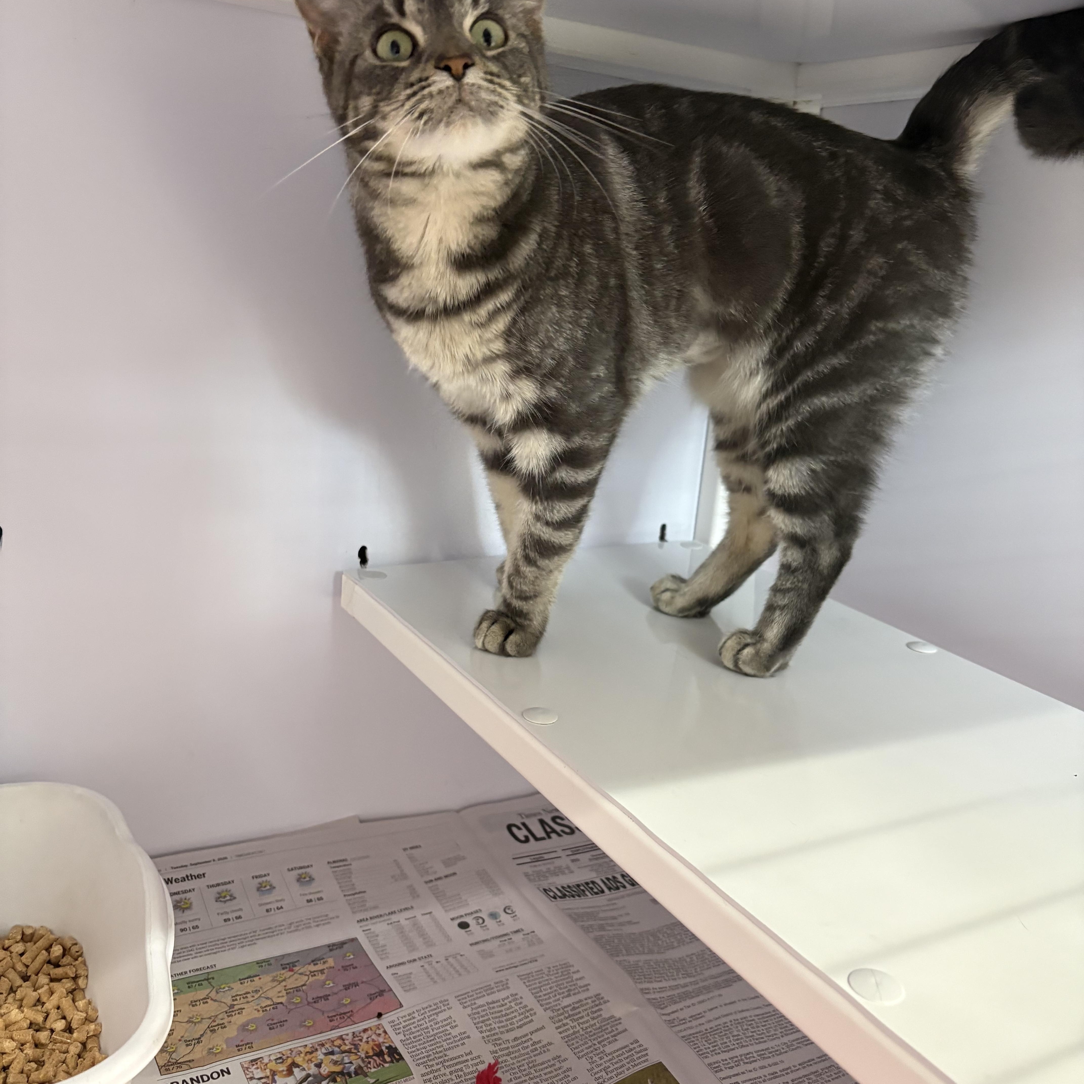 Enlarge Humble, a Adopted Domestic Short Hair in Rogersville, TN image 3/3
