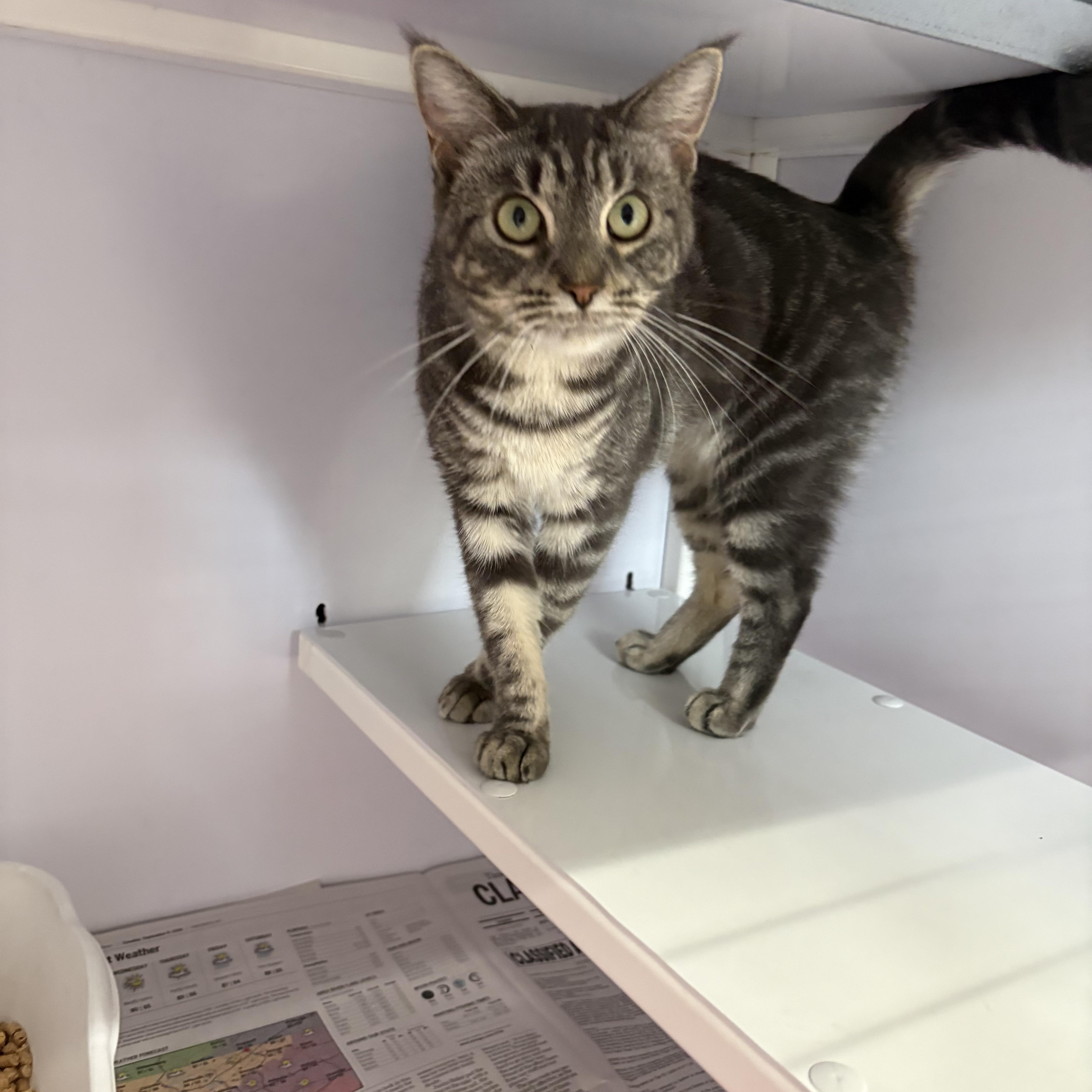 Humble, Adopted, Young Female Domestic Short Hair.