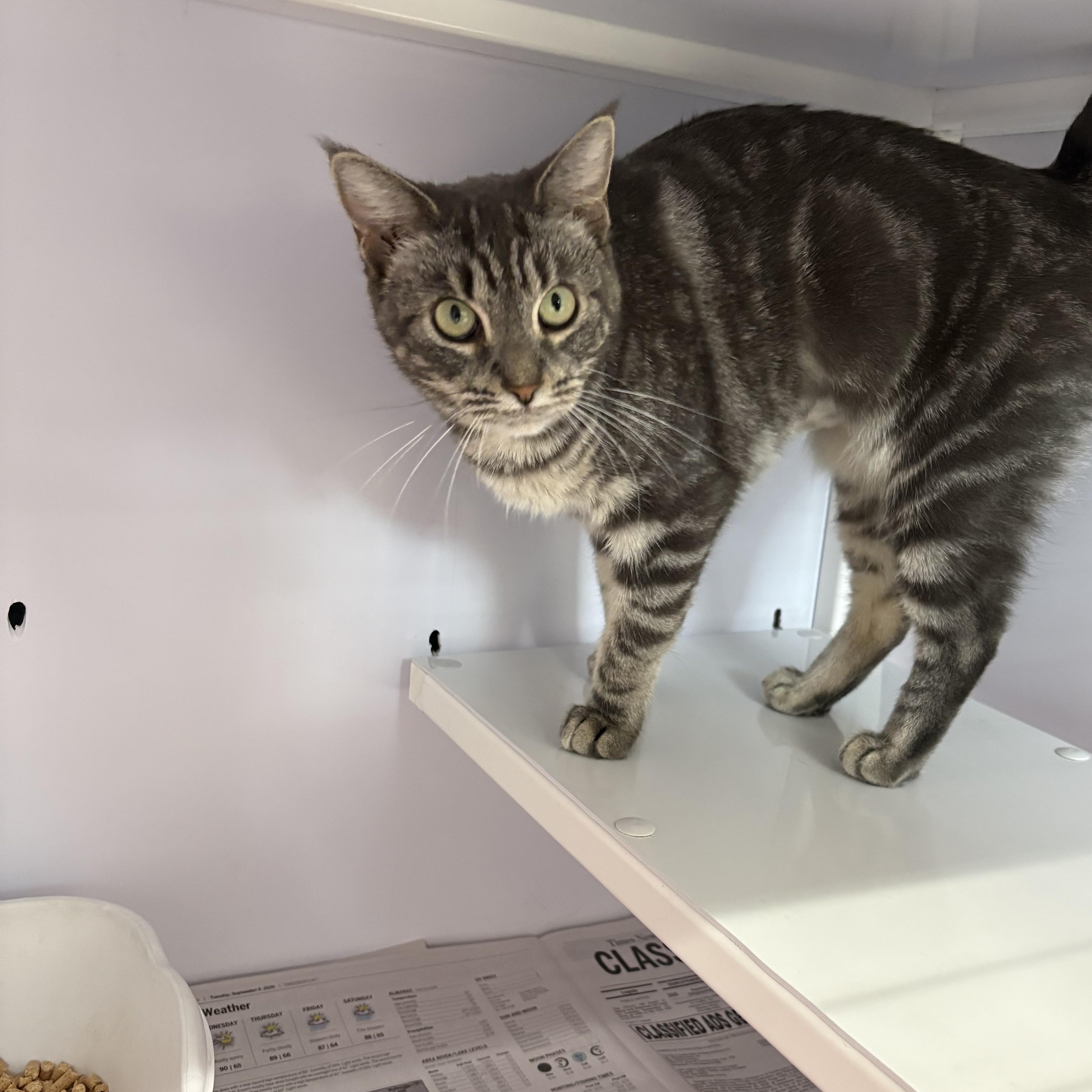 Enlarge Humble, a Adopted Domestic Short Hair in Rogersville, TN image 2/3