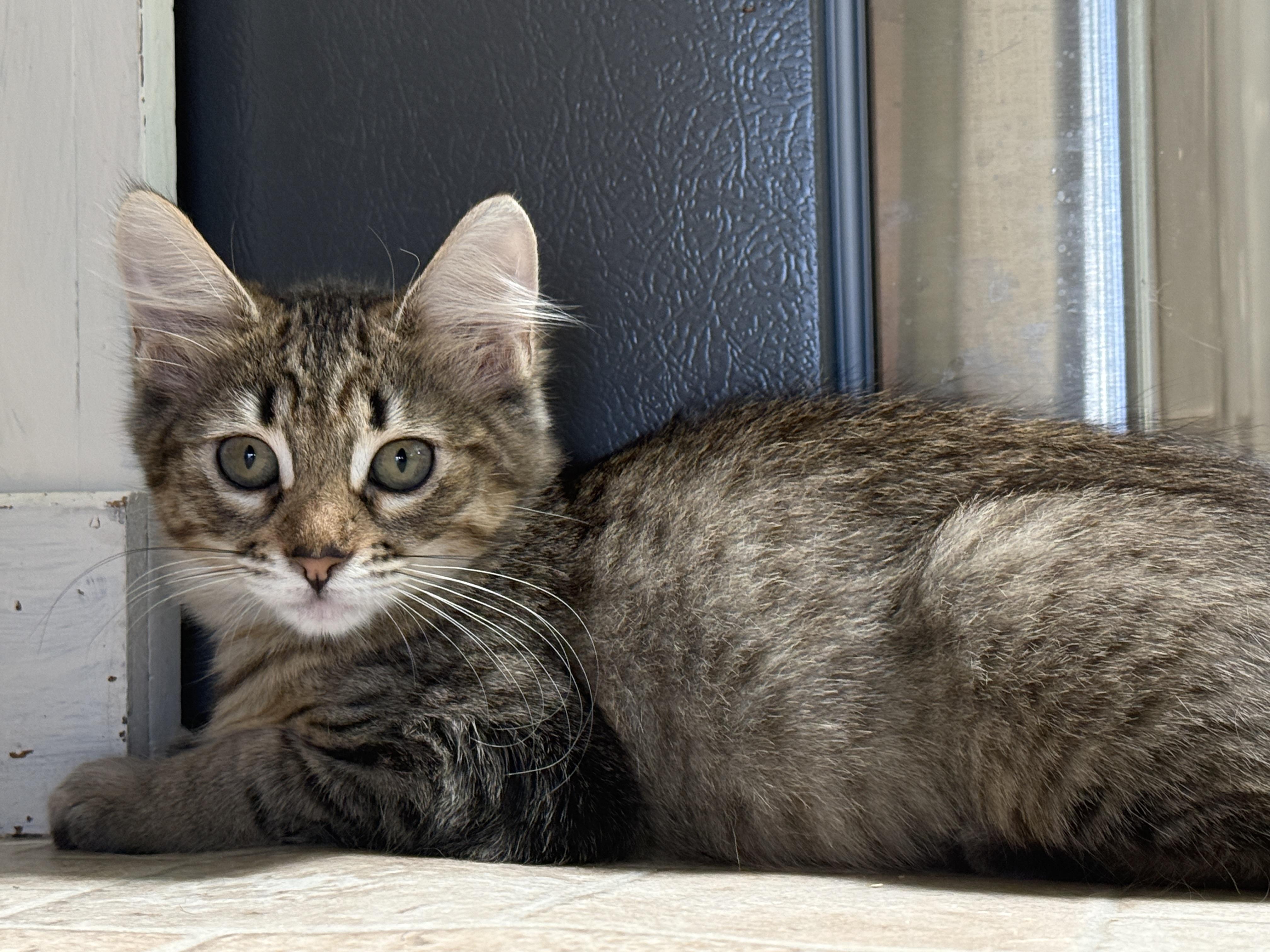 Enlarge Shannon, an adopted mixed breed in South San Francisco, CA image 2/3