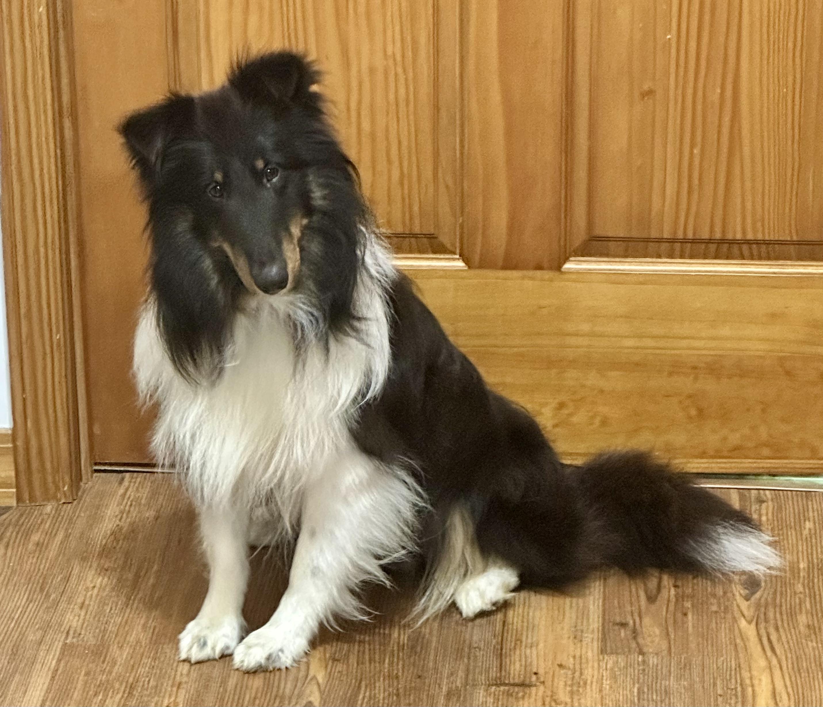 WATSON, a Adoptable Shetland Sheepdog / Sheltie in Shell Knob, MO image 5/5